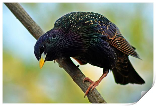 Starling Print by Donna Collett