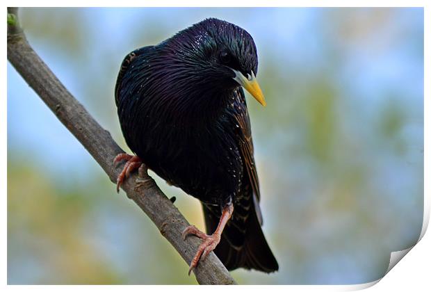 Colourful Starling Print by Donna Collett