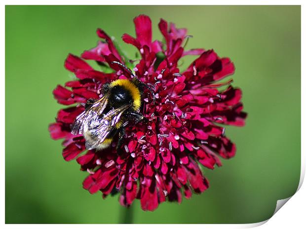 Bumble Print by Donna Collett