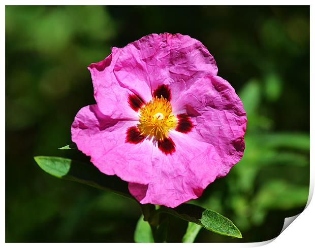 Rock Rose Print by Donna Collett
