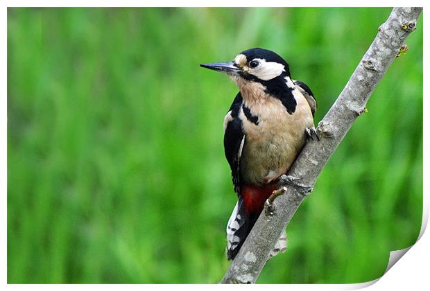Great Spotted Woodpecker - Female Print by Donna Collett