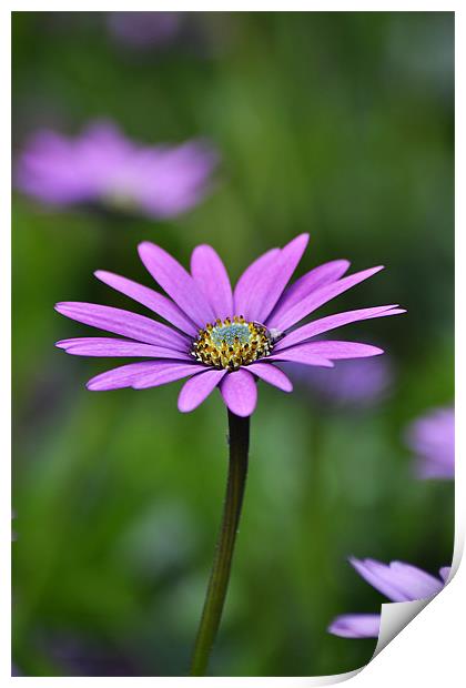 African Daisy Print by Donna Collett
