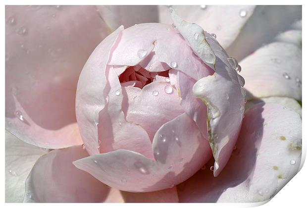 Pink Drops Print by Donna Collett