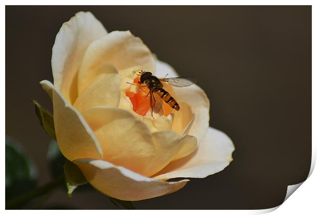 Hoverfly on Rose Print by Donna Collett