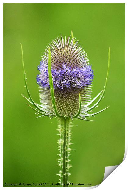 Teasel Print by Donna Collett