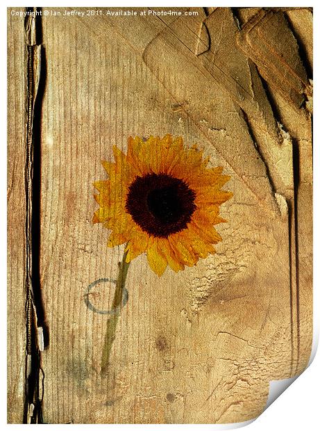 Sunflower Print by Ian Jeffrey