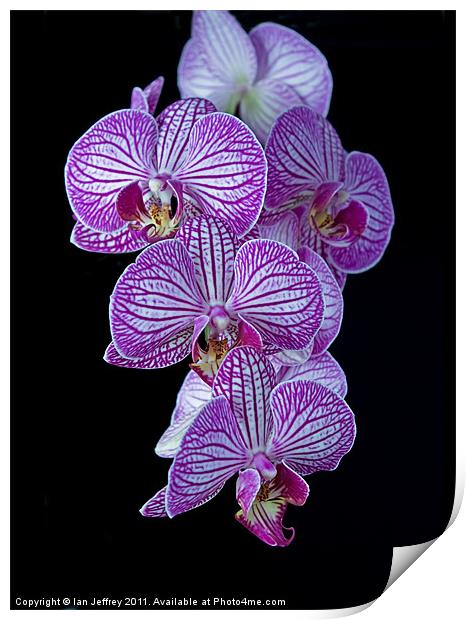 Purple Veined Orchid Print by Ian Jeffrey