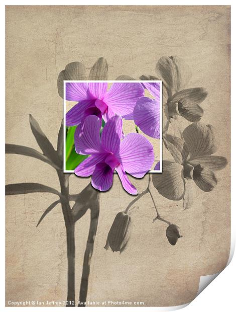 Framed Orchid's Print by Ian Jeffrey