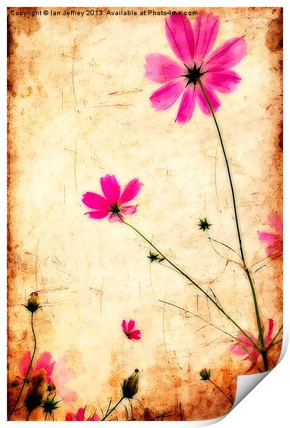 Cosmos Print by Ian Jeffrey