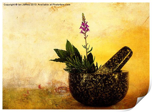 Herbs Print by Ian Jeffrey