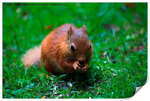 Red Squirrel Print by Ian Jeffrey