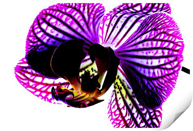 Orchid Print by Ian Jeffrey