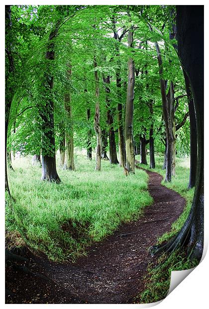 Tree Walk Print by Ian Jeffrey