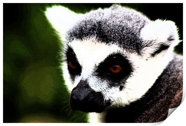 Ring Tailed Lemur Print by Ian Jeffrey