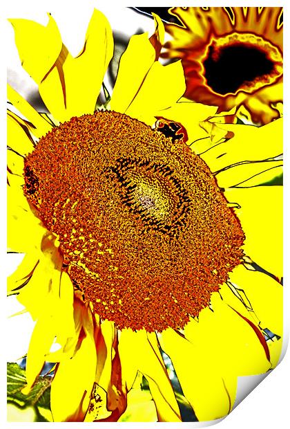 Sunflower Print by Ian Jeffrey