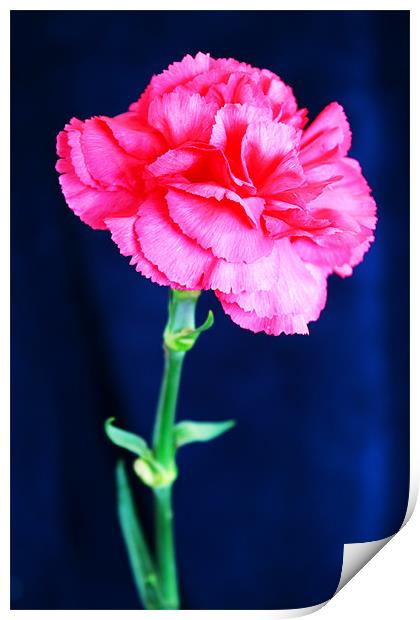 Pink Carnation Print by Ian Jeffrey