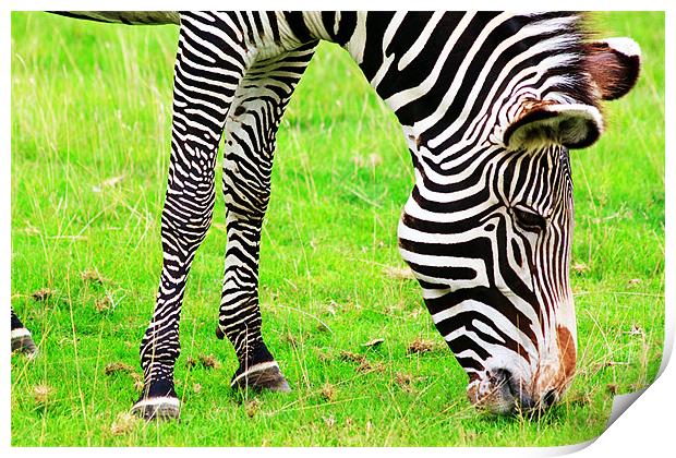 Zebra Print by Ian Jeffrey