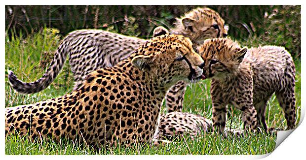 Cheetah Print by Ian Jeffrey