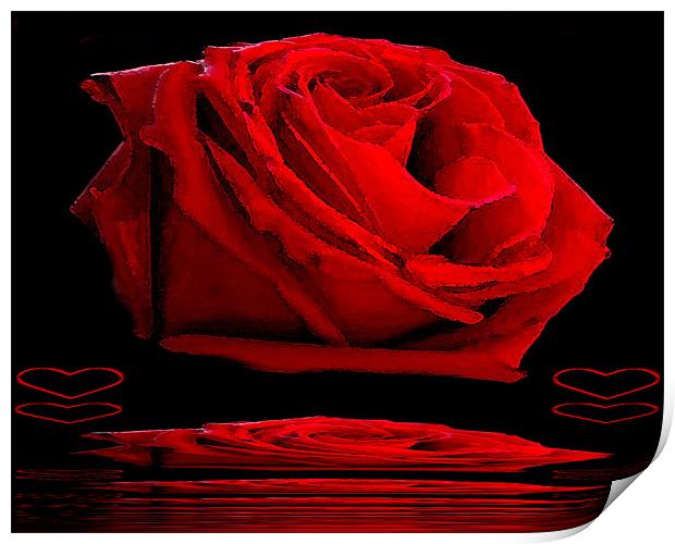 Red Rose Print by Ian Jeffrey