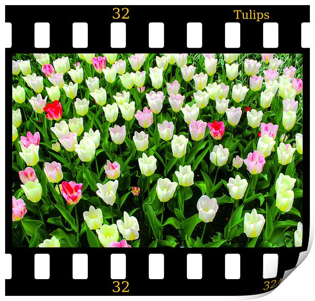 Tulips On Film Print by Ian Jeffrey
