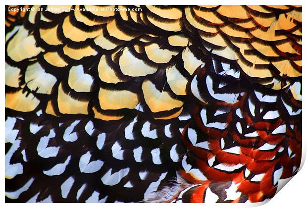Reeves Pheasant Plumage Print by Ian Jeffrey