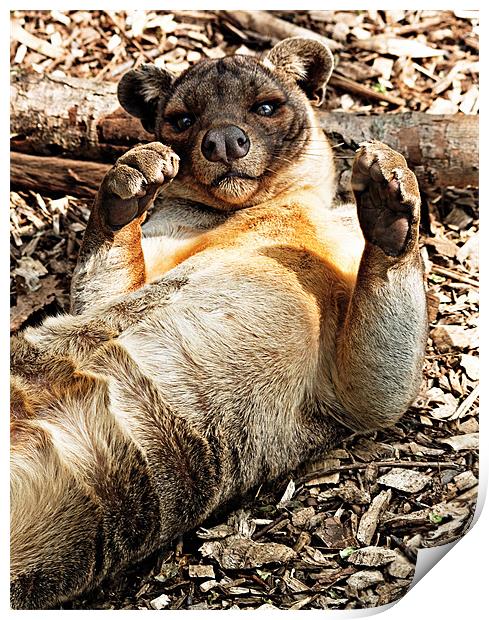 Layed Back Fossa Print by Ian Jeffrey