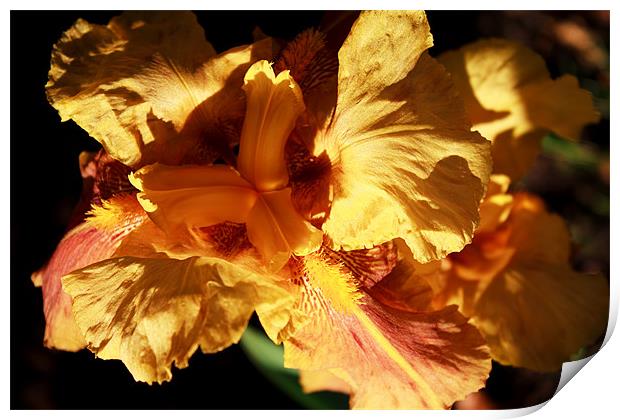 Yellow Iris Print by Ian Jeffrey