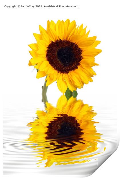 Sunflower Reflection Print by Ian Jeffrey
