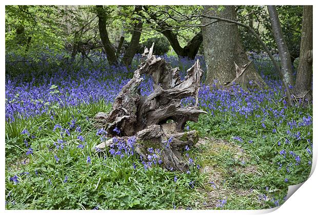 Twisted Stump Print by Nigel Coomber