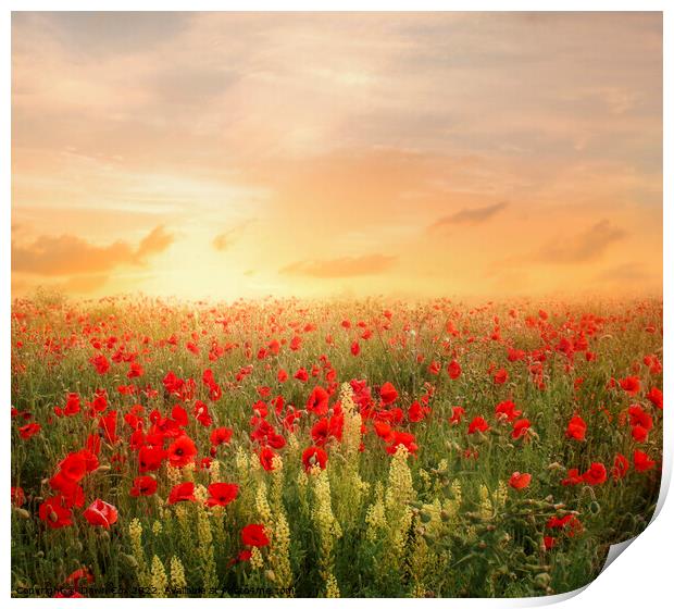 poppies at sunset Print by Dawn Cox
