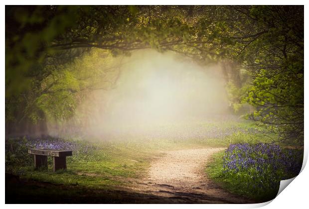 Bluebell Glade Print by Dawn Cox
