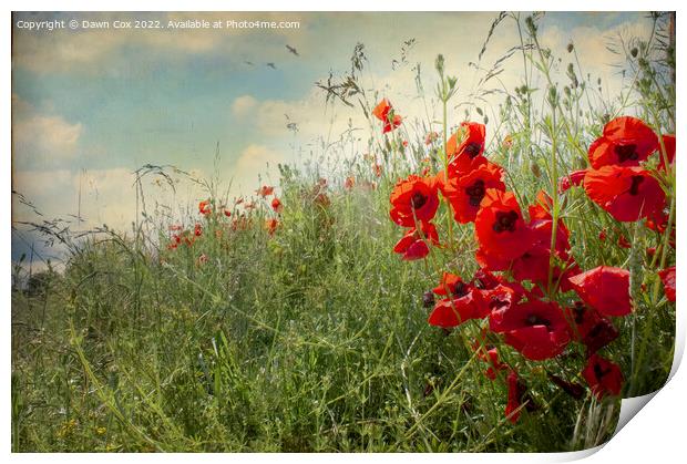 Poppy field Print by Dawn Cox
