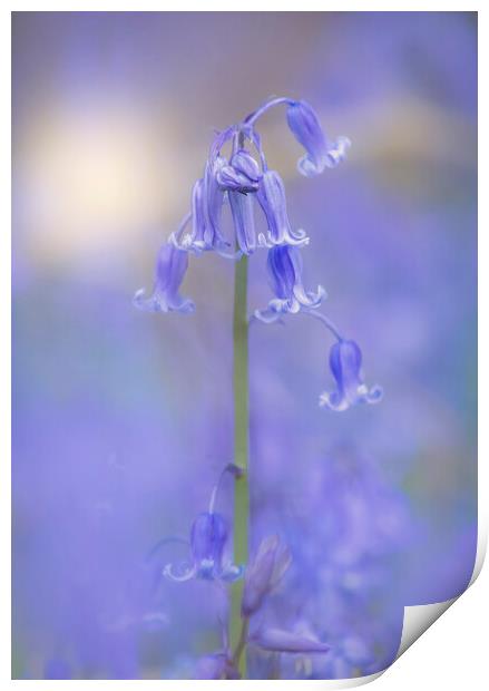 Bluebell flowers  Print by Dawn Cox