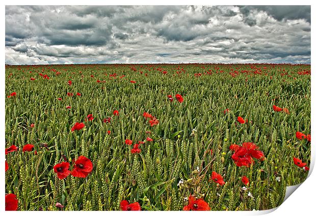 Poppy Field Print by Dawn Cox