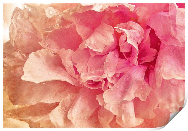 Pink Peony Print by Dawn Cox