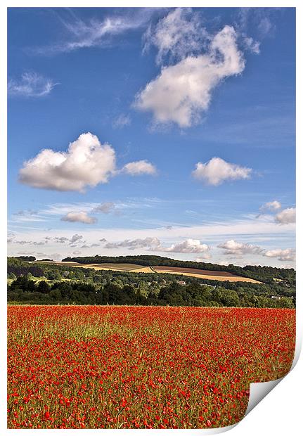 Eynsford Poppy Field Print by Dawn Cox