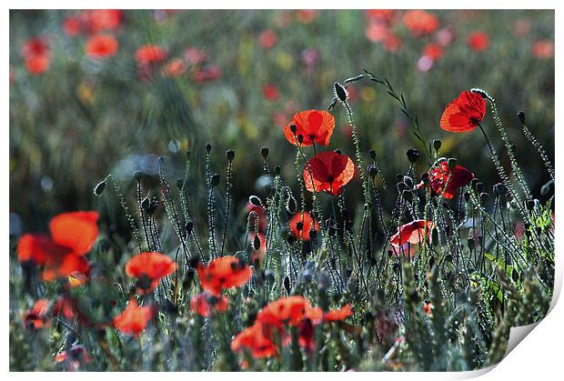 Poppies Print by Dawn Cox