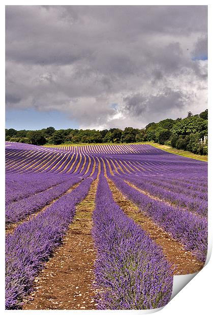 Lavender Field , Kent Print by Dawn Cox