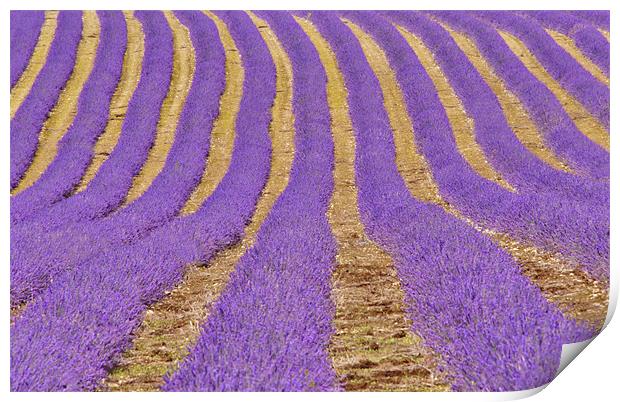 Kent Lavender fields Print by Dawn Cox