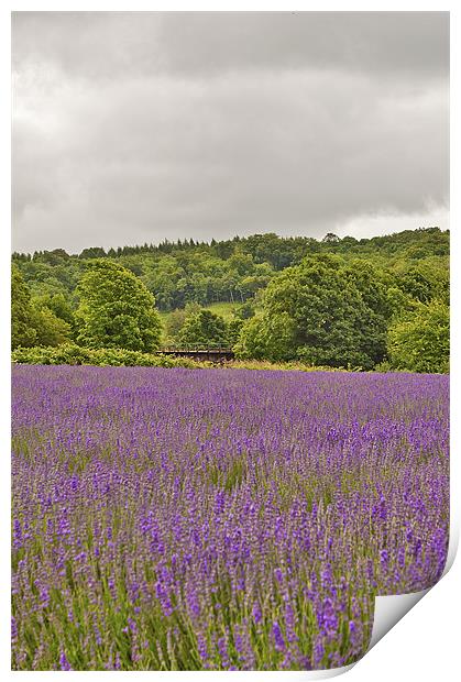 Lavender as far as the eye can see Print by Dawn Cox
