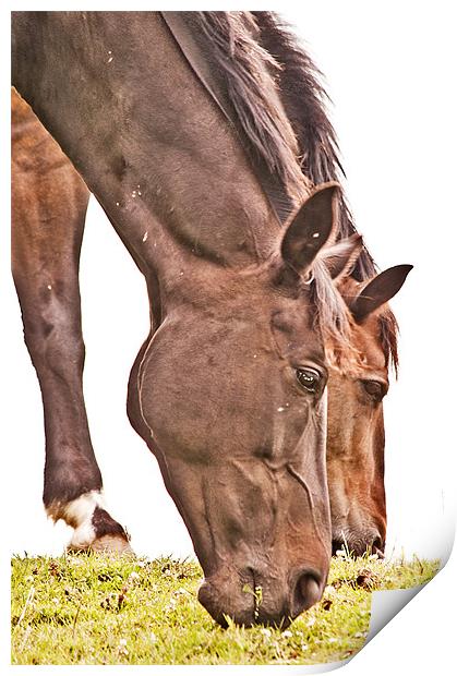 Out to Pasture Print by Dawn Cox