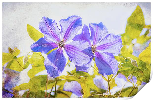 Purple Clematis Print by Dawn Cox