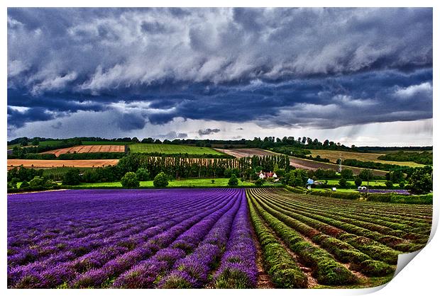 A Storm over the Lavender field. Print by Dawn Cox