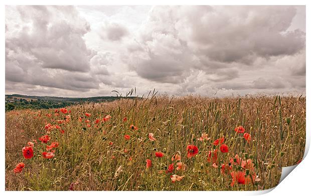 Poppies in Wheat Field Print by Dawn Cox