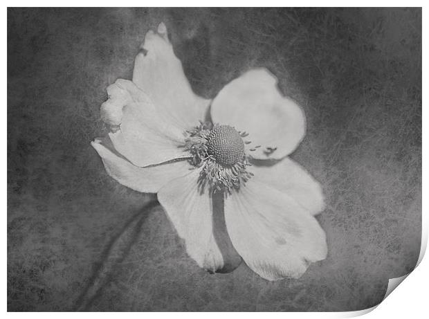 Anemone Print by Dawn Cox