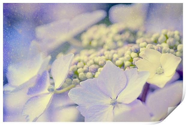 Hortensia Print by Dawn Cox