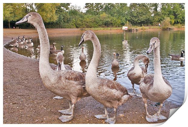 Swans in a Row Print by Dawn Cox