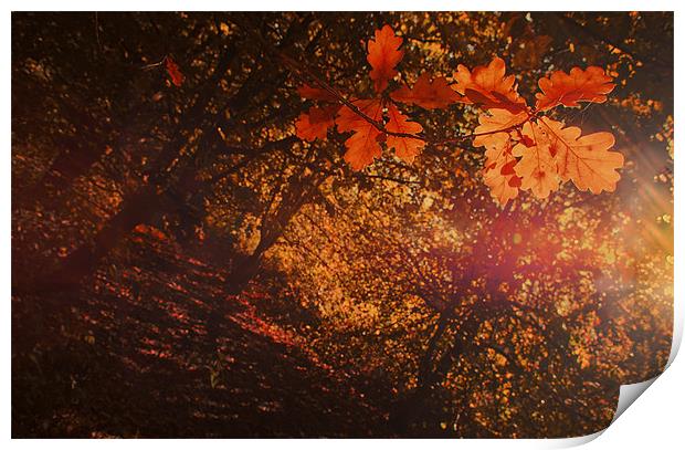Autumn Colours Print by Dawn Cox