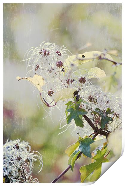 Wild Clematis Print by Dawn Cox