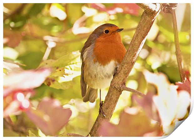 Robin waiting for a snack Print by Dawn Cox